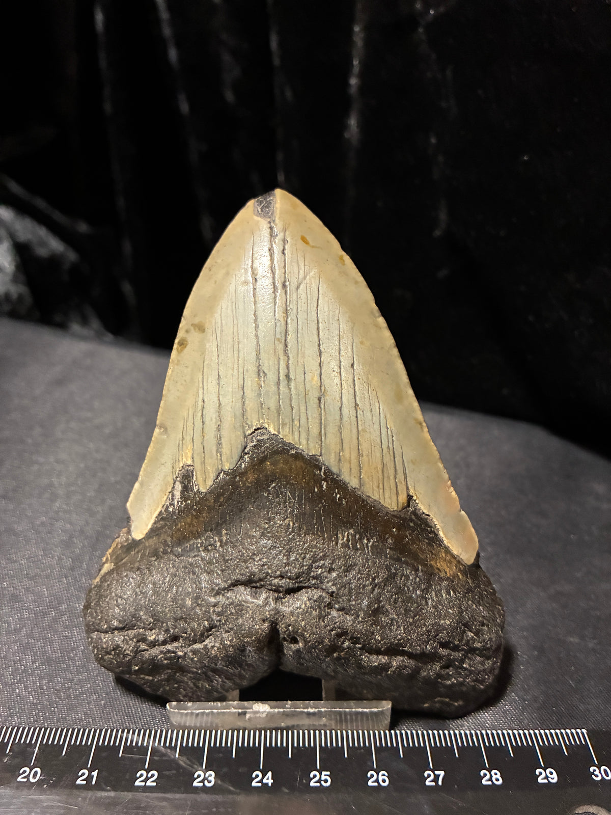 MEGALODON TEETH