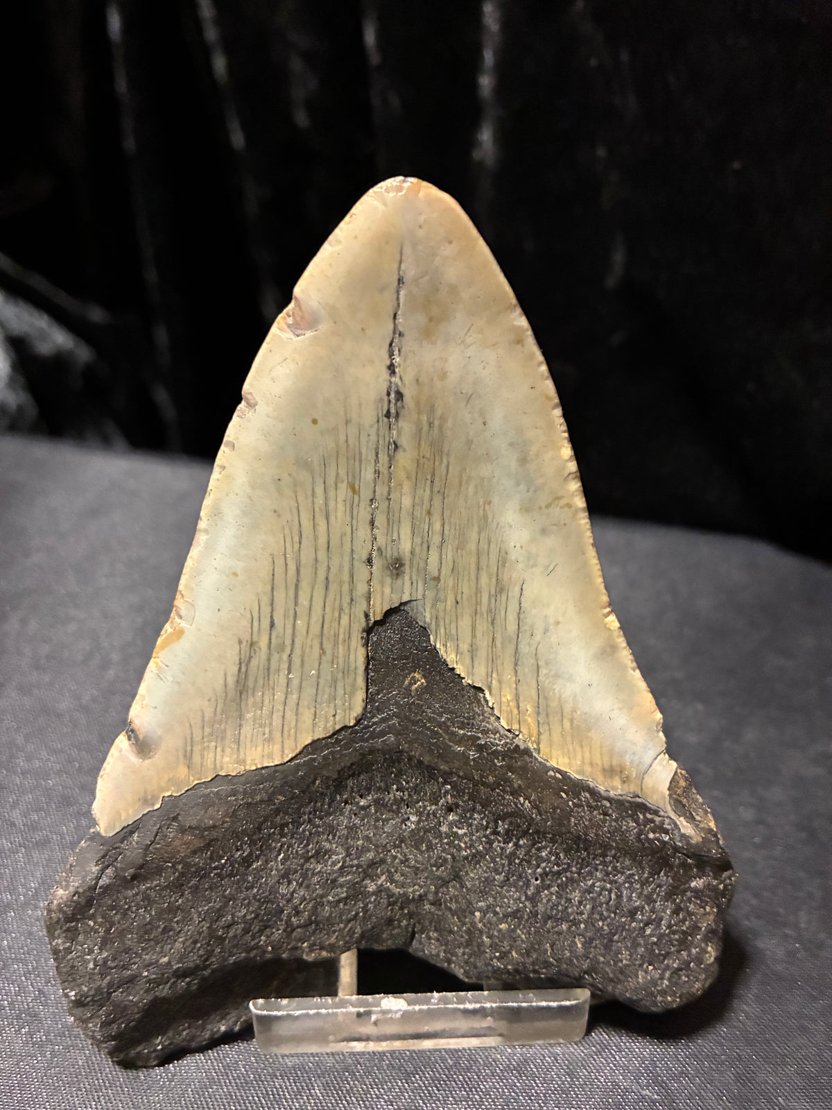 MEGALODON TEETH