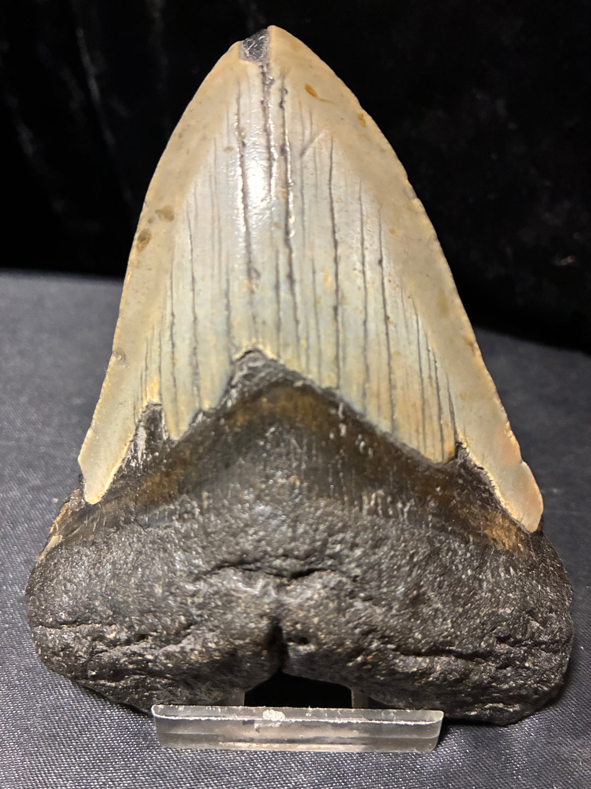 MEGALODON TEETH