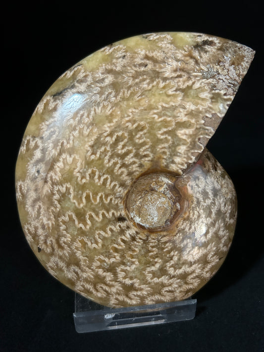 Cleoniceras Ammonite