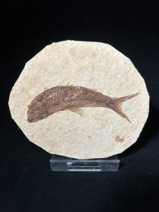 Fossil Fish in Matrix