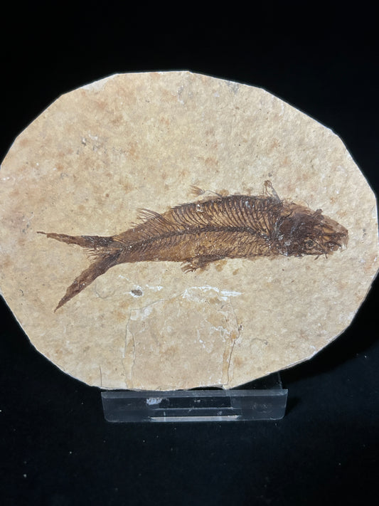 Fabulous Fossil Fish in Matrix