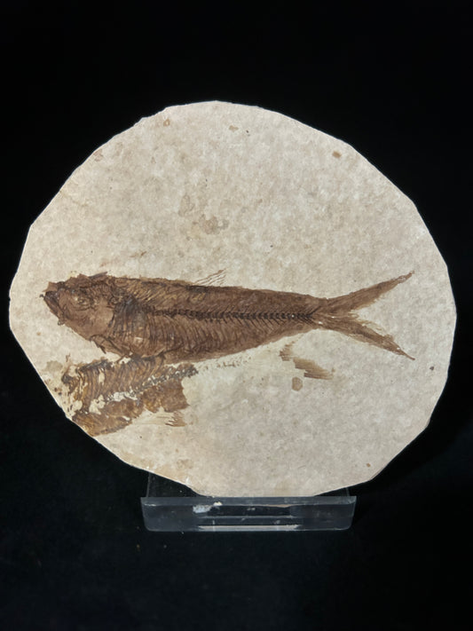 Fossil Fish in Matrix