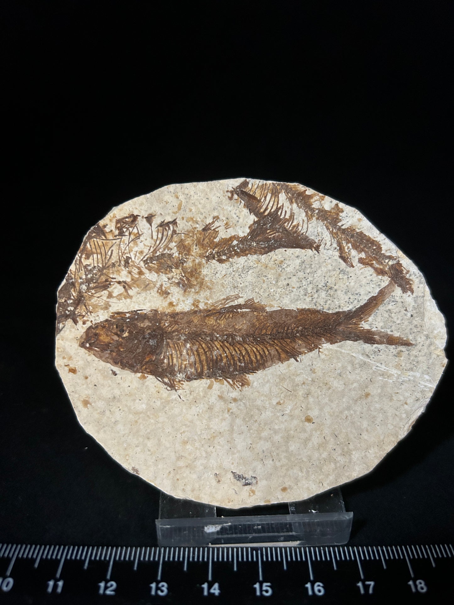 Fabulous Fossil Fish in Matrix