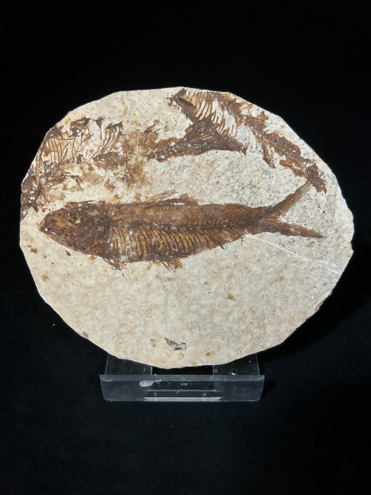 Fabulous Fossil Fish in Matrix