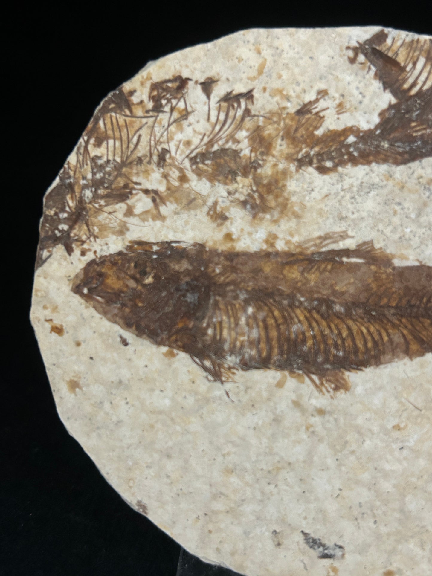 Fabulous Fossil Fish in Matrix