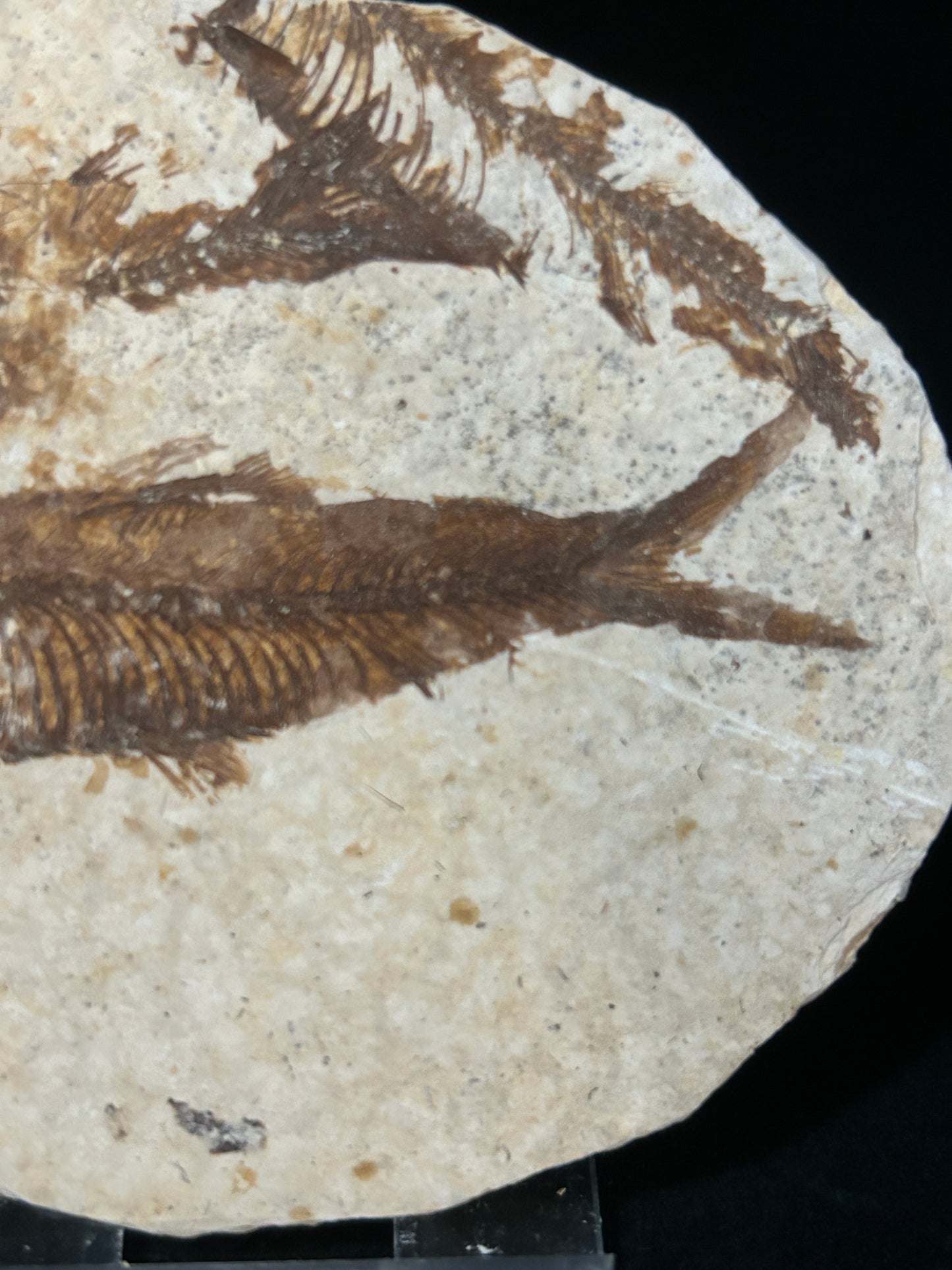 Fabulous Fossil Fish in Matrix