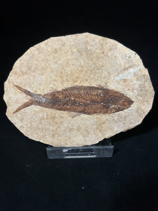 Fossil Fish in Matrix