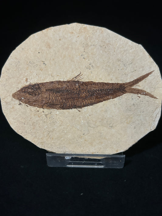 Fossil Fish in Matrix