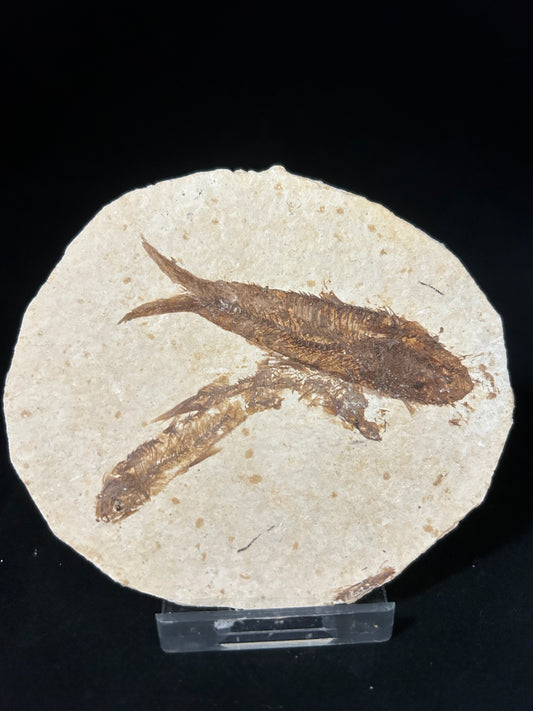 Fossil Fish in Matrix