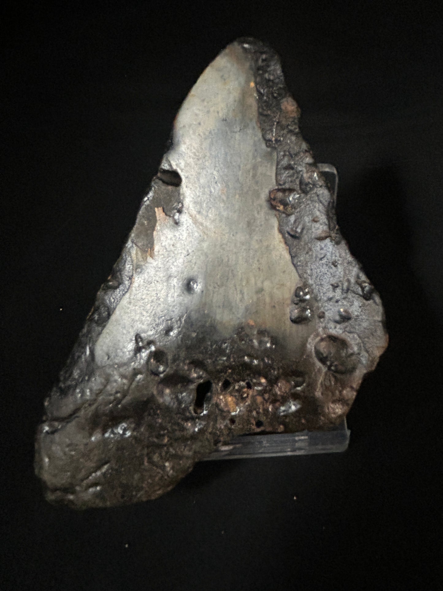 Megalodon Shark Tooth