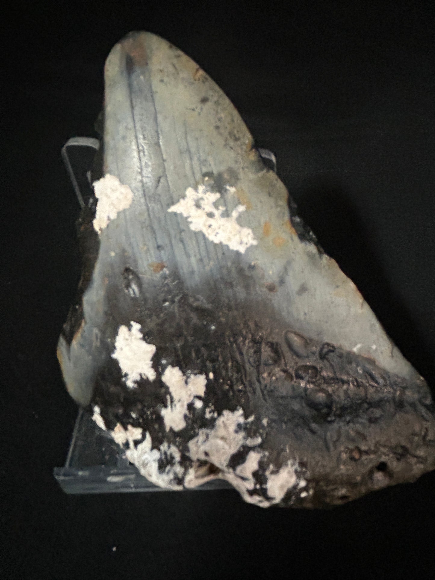 Megalodon Shark Tooth