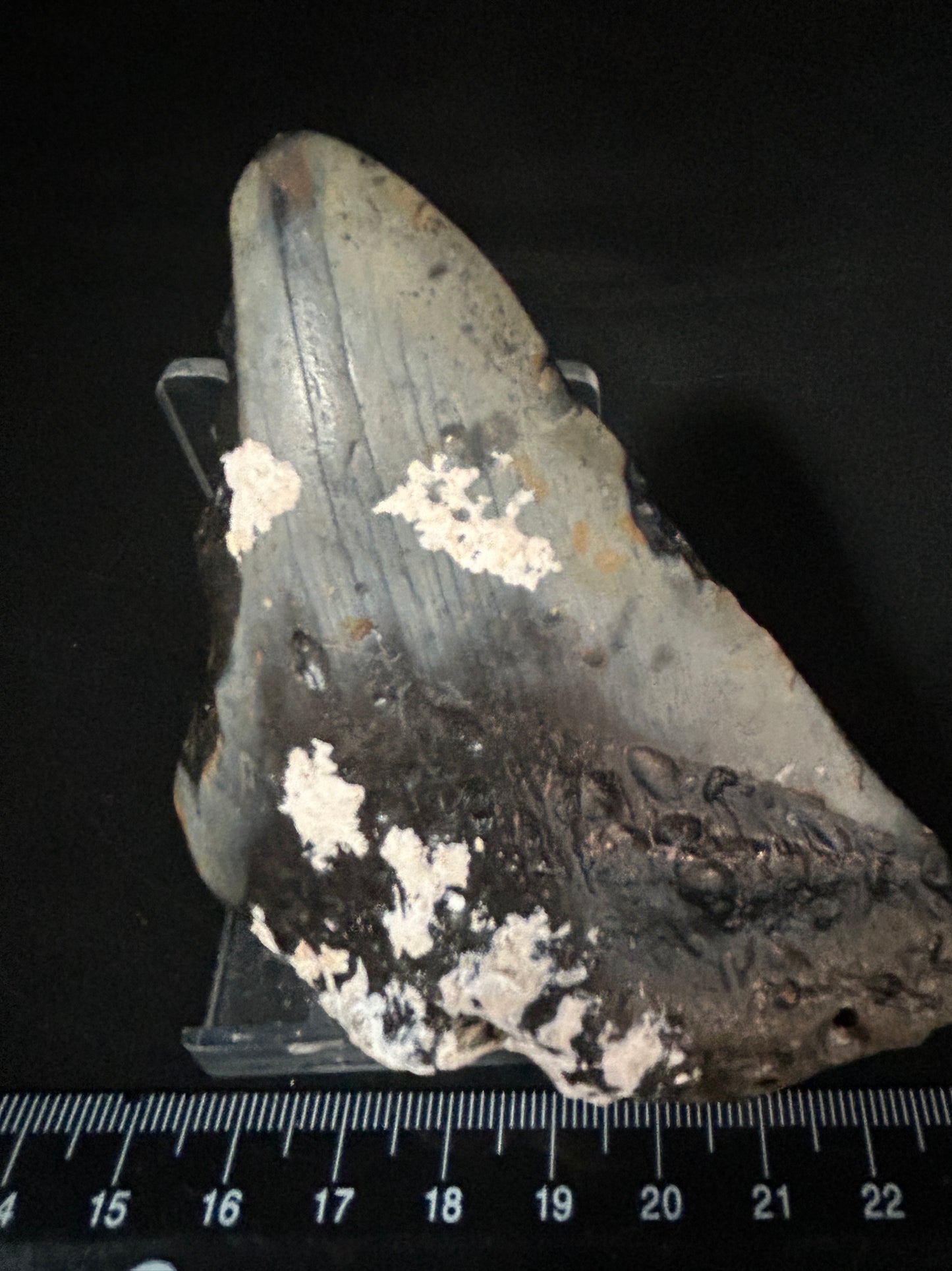 Megalodon Shark Tooth