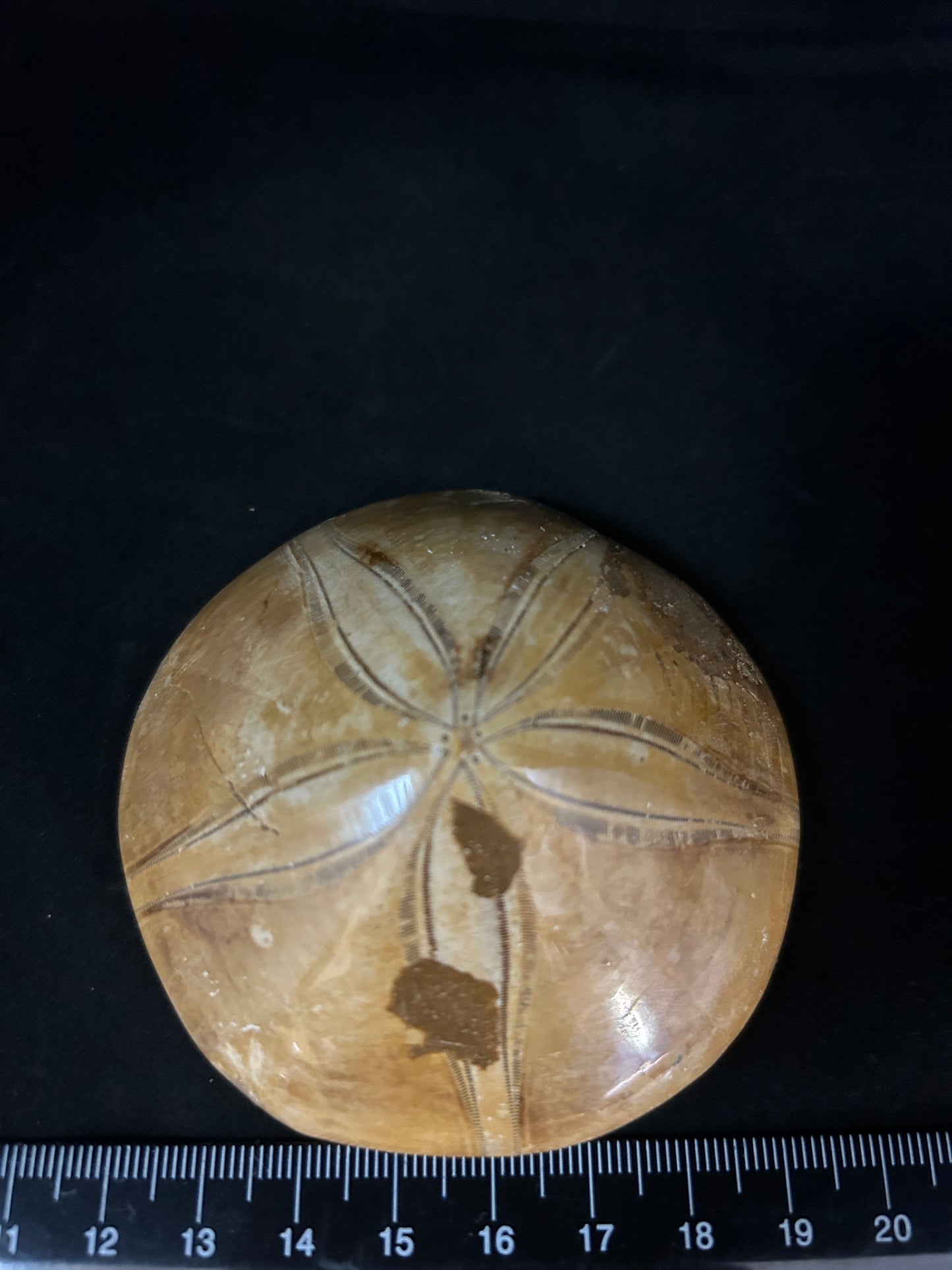 Sand Dollar