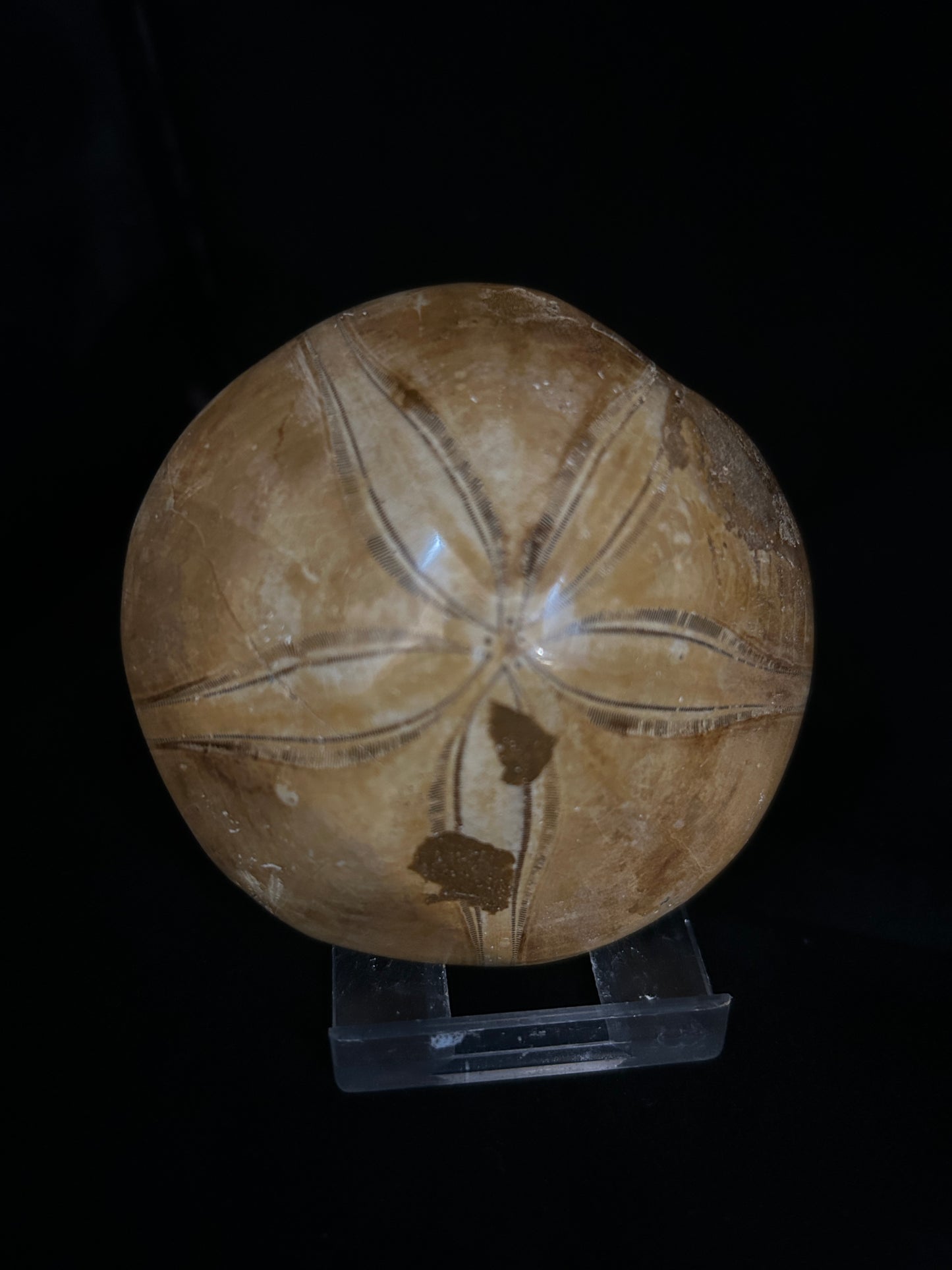 Sand Dollar