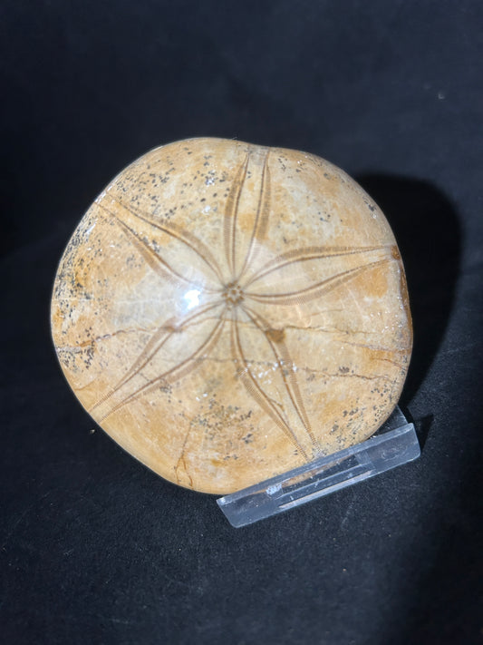 Fossil Sand Dollar