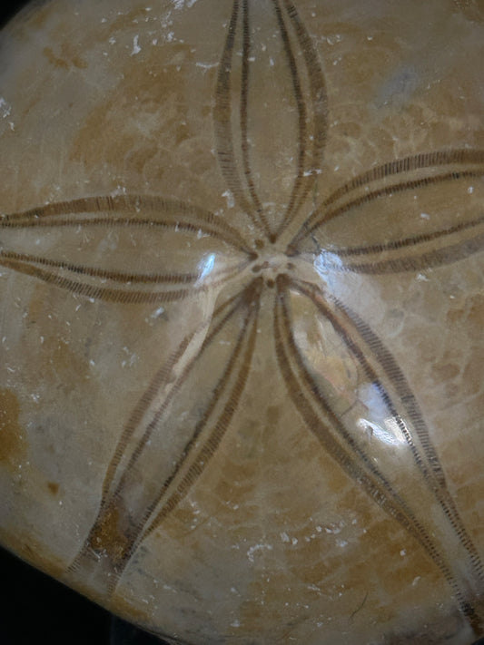 Fossil Sand Dollar