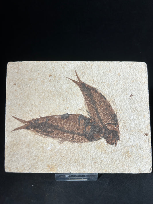 Fabulous Large Fossil Fish Pair