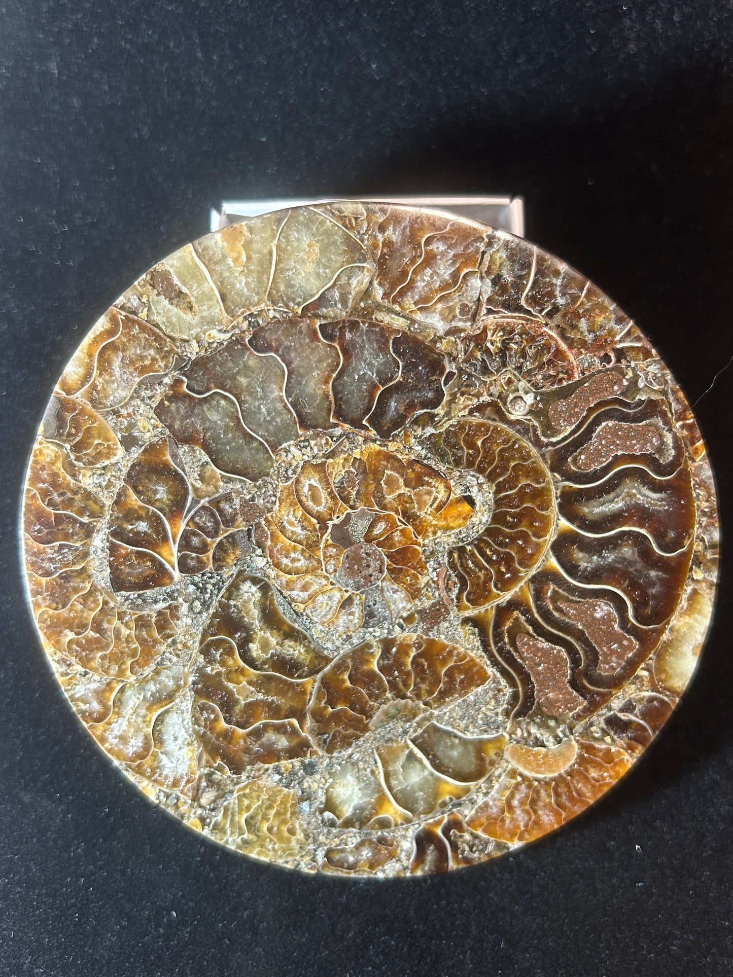 Ammonite Coasters