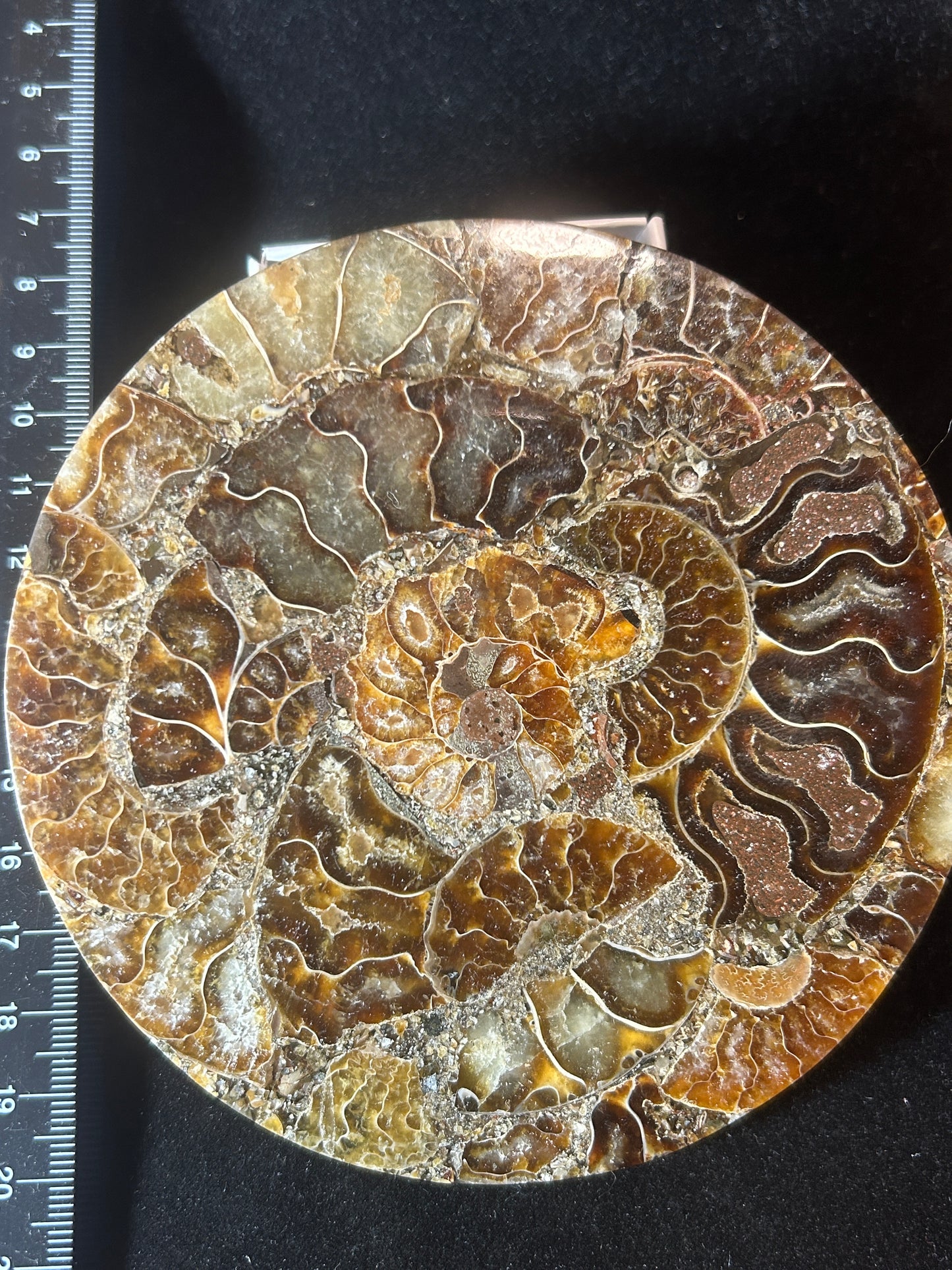 Ammonite Coasters