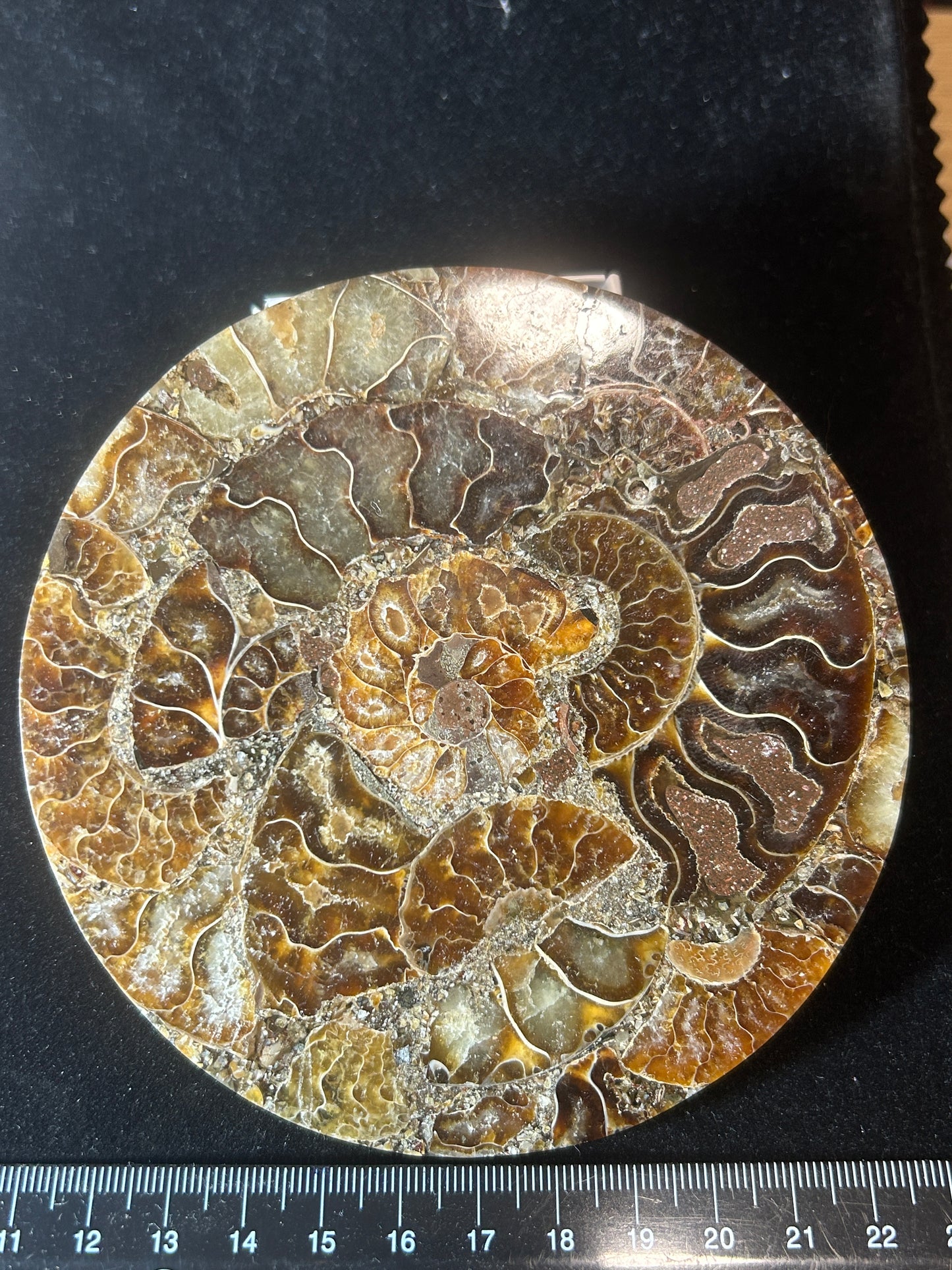 Ammonite Coasters