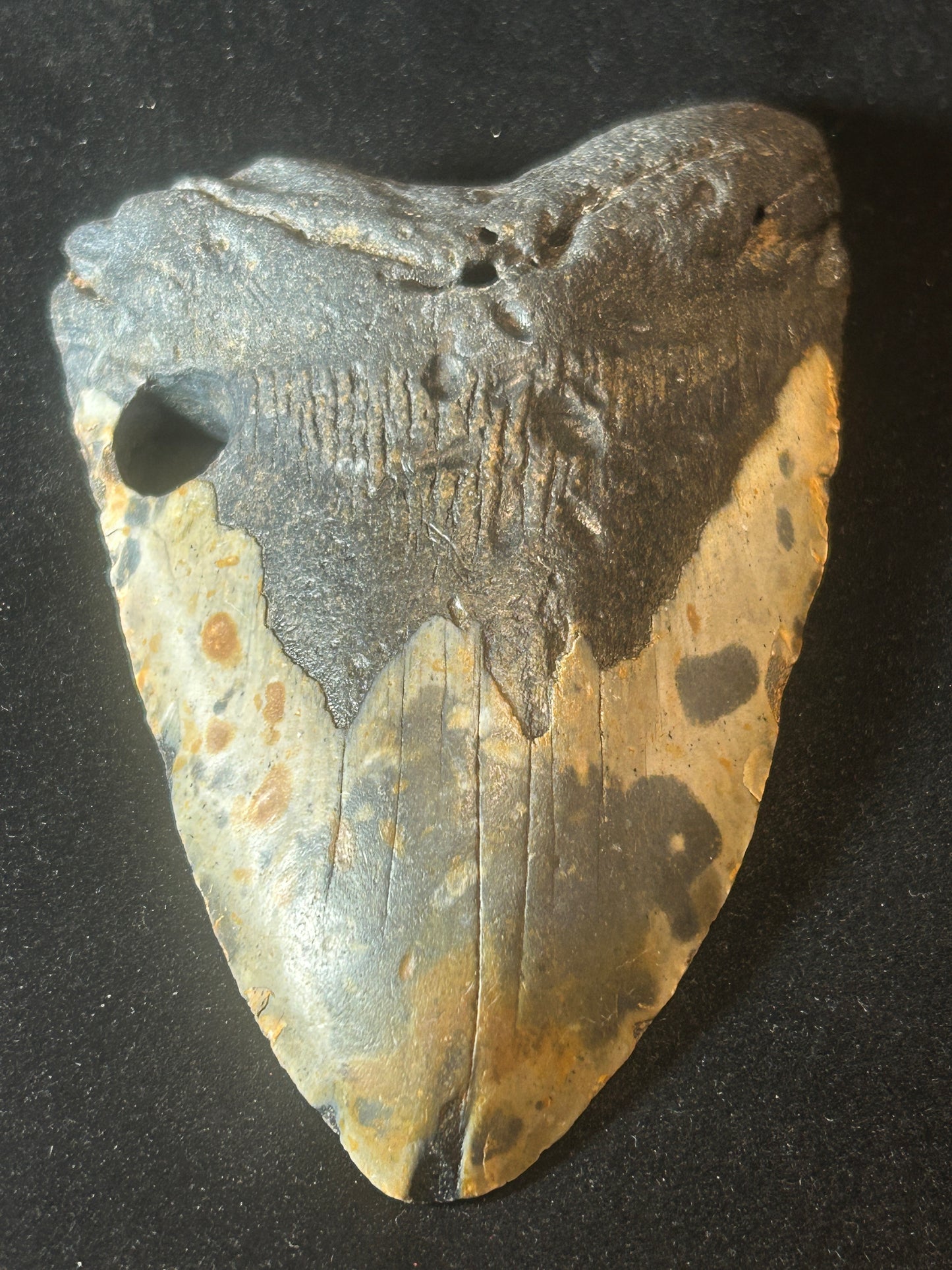 Megalodon Shark Tooth