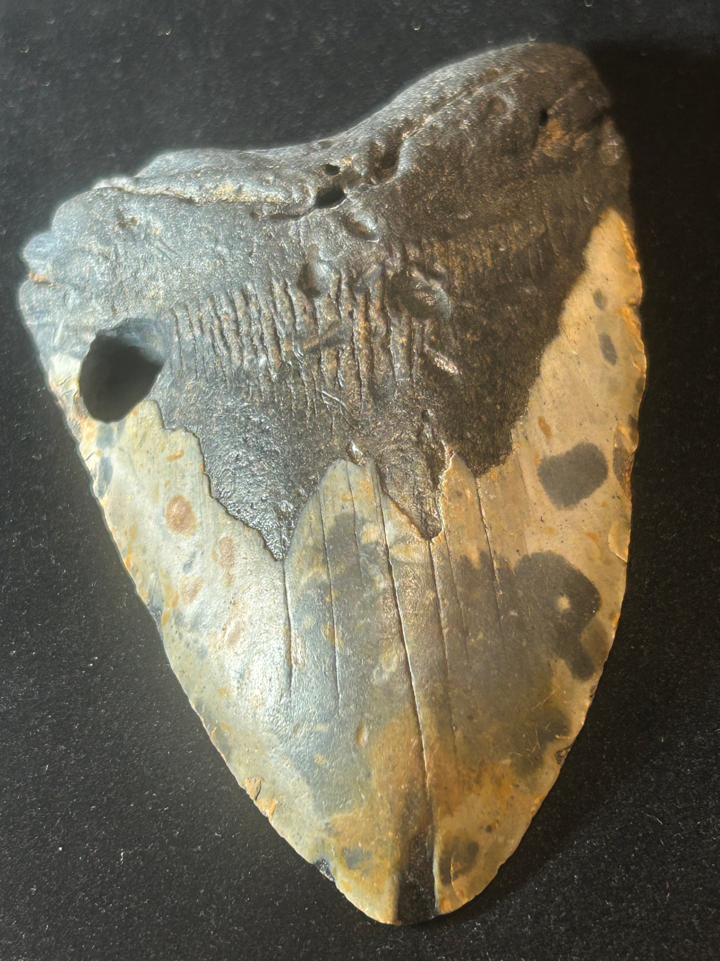 Megalodon Shark Tooth