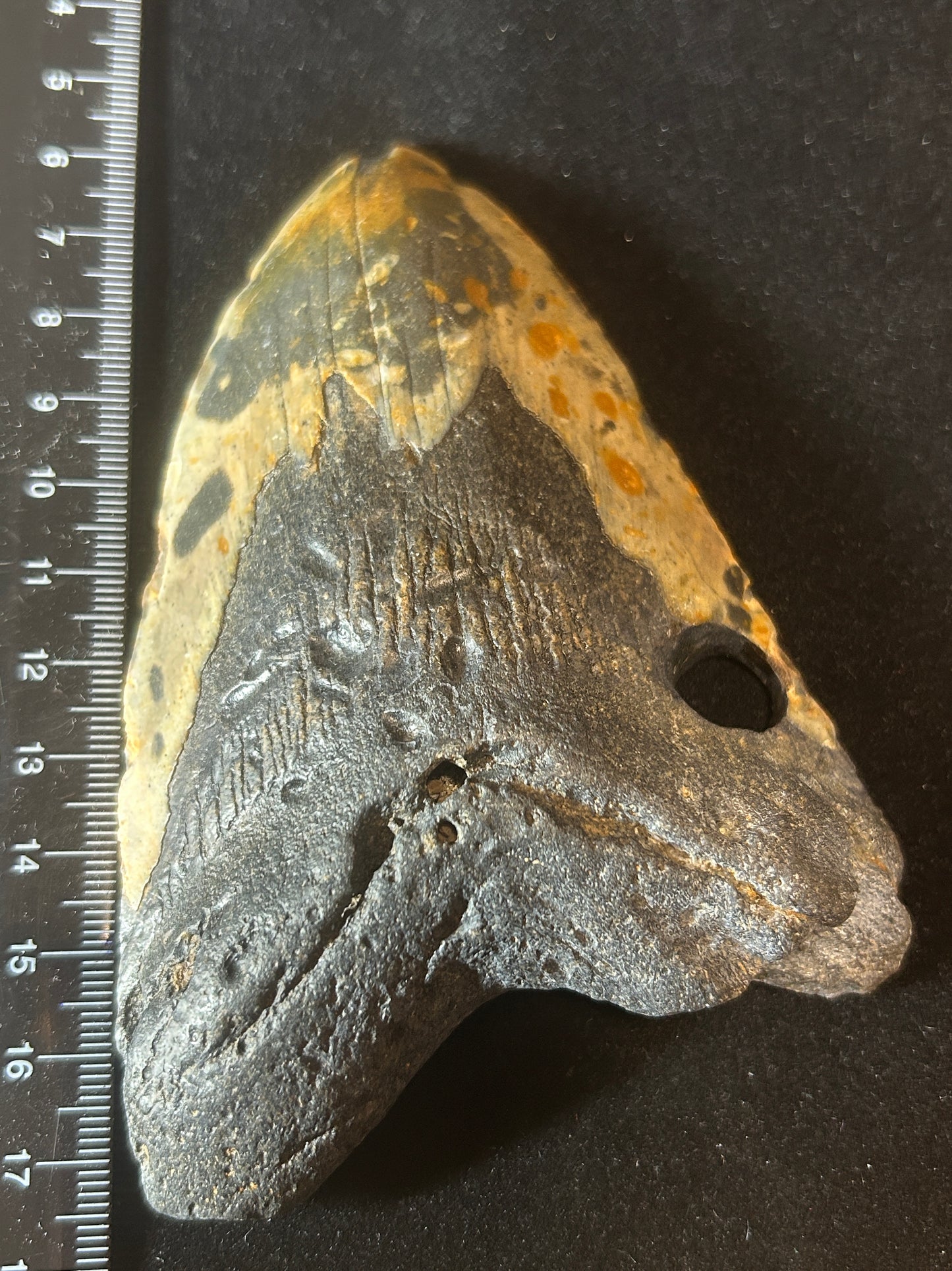 Megalodon Shark Tooth