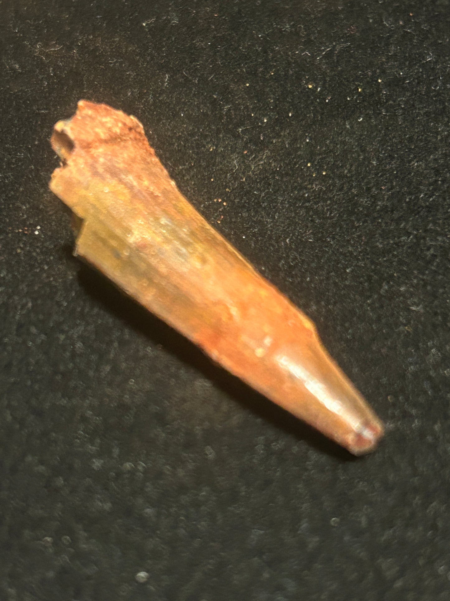 Spinosaurus Teeth