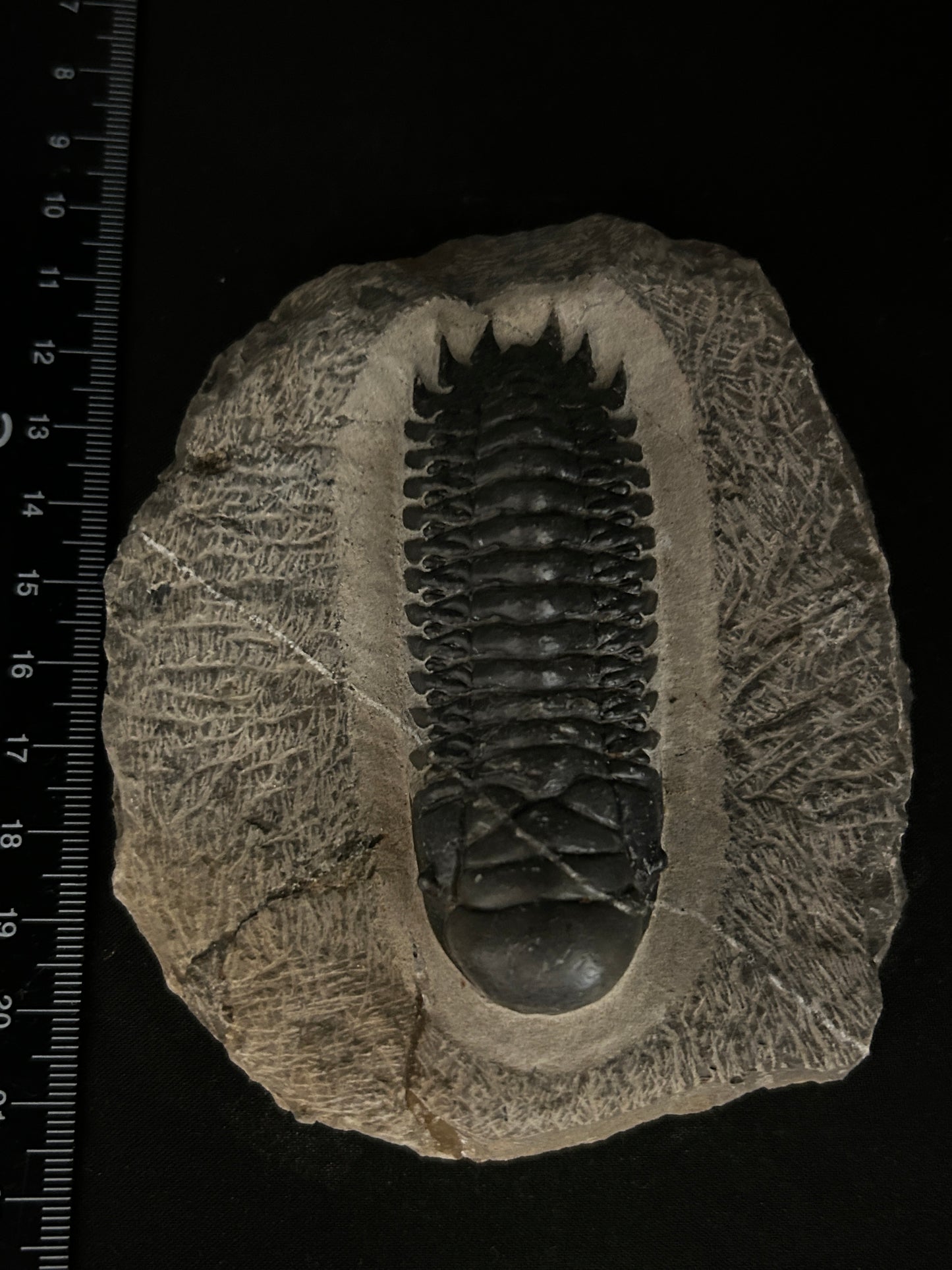 Crotalocephalus Trilobite in Matrix