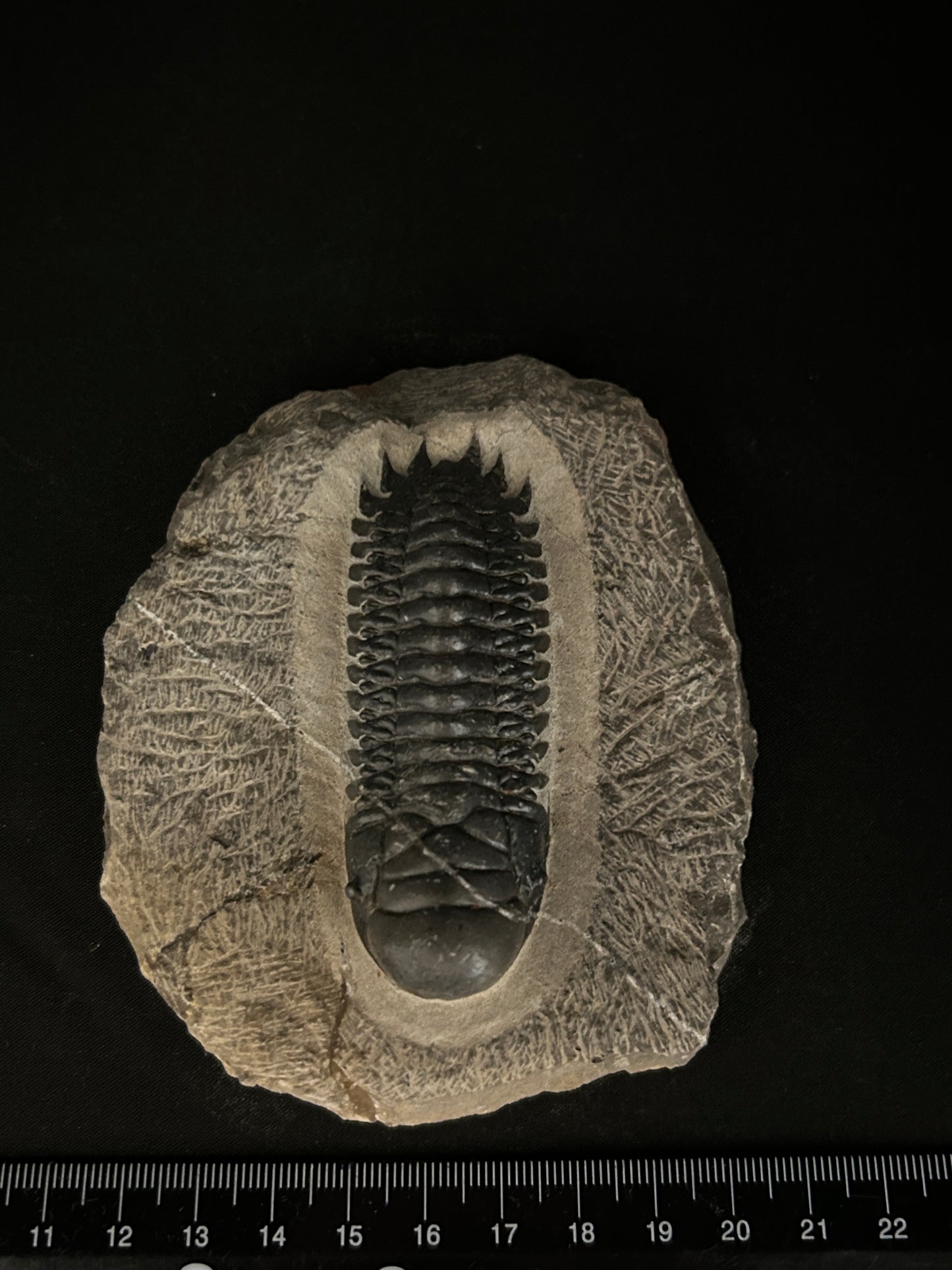 Crotalocephalus Trilobite in Matrix