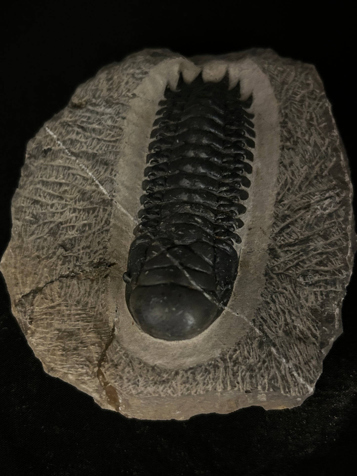 Crotalocephalus Trilobite in Matrix