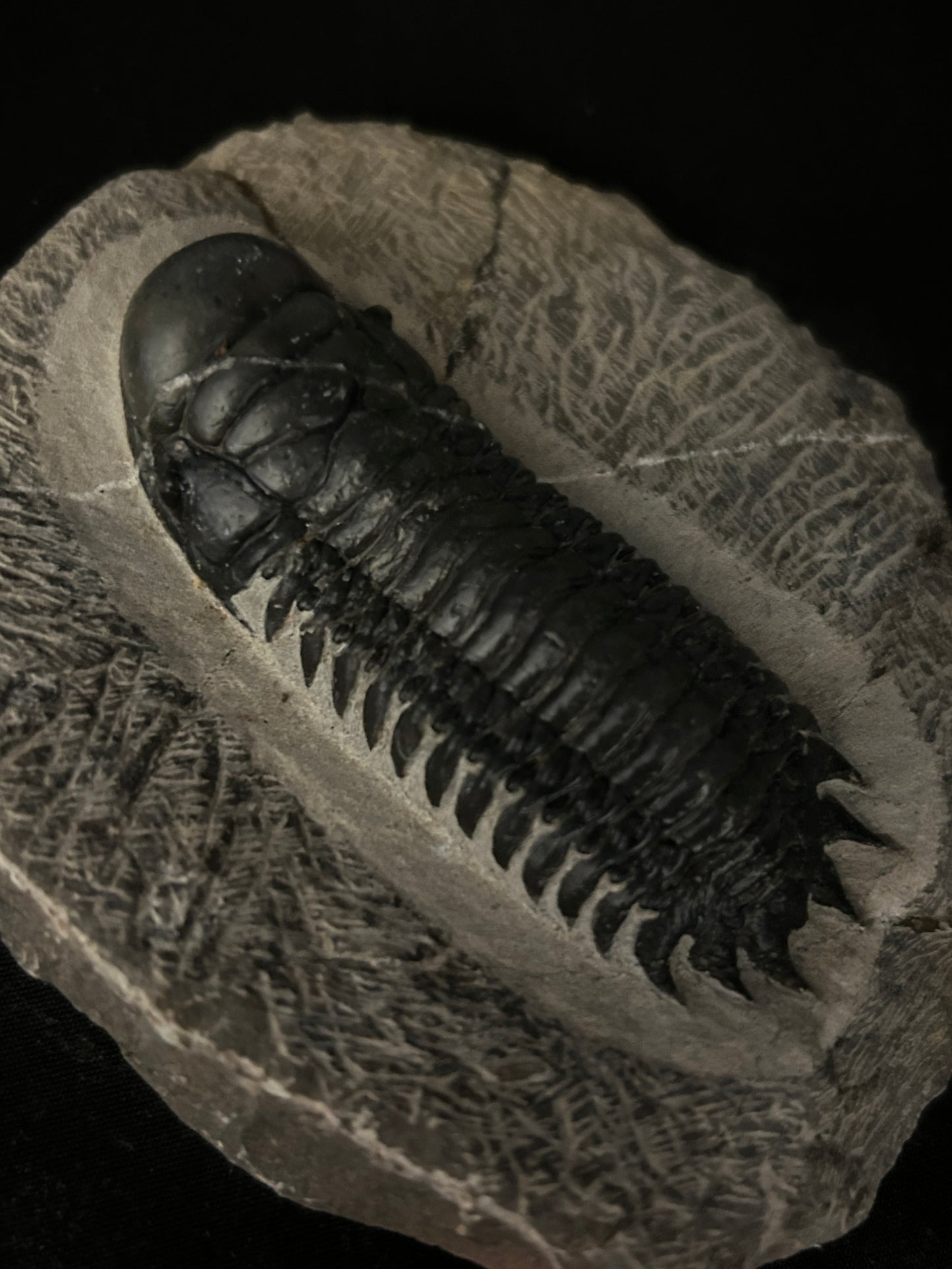 Crotalocephalus Trilobite in Matrix