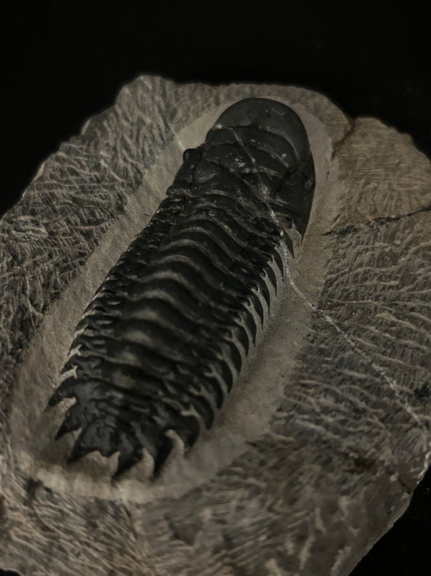 Crotalocephalus Trilobite in Matrix