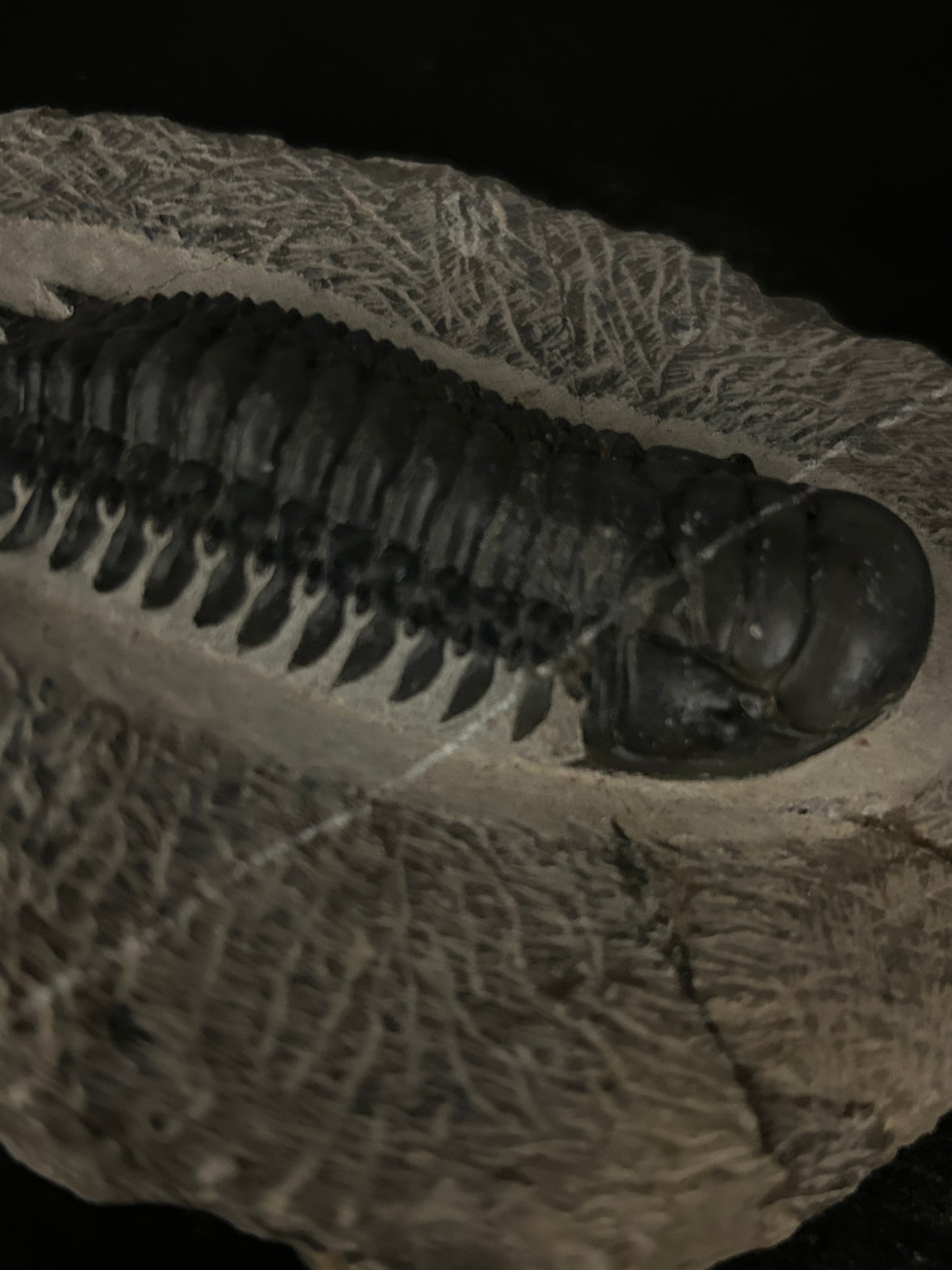 Crotalocephalus Trilobite in Matrix