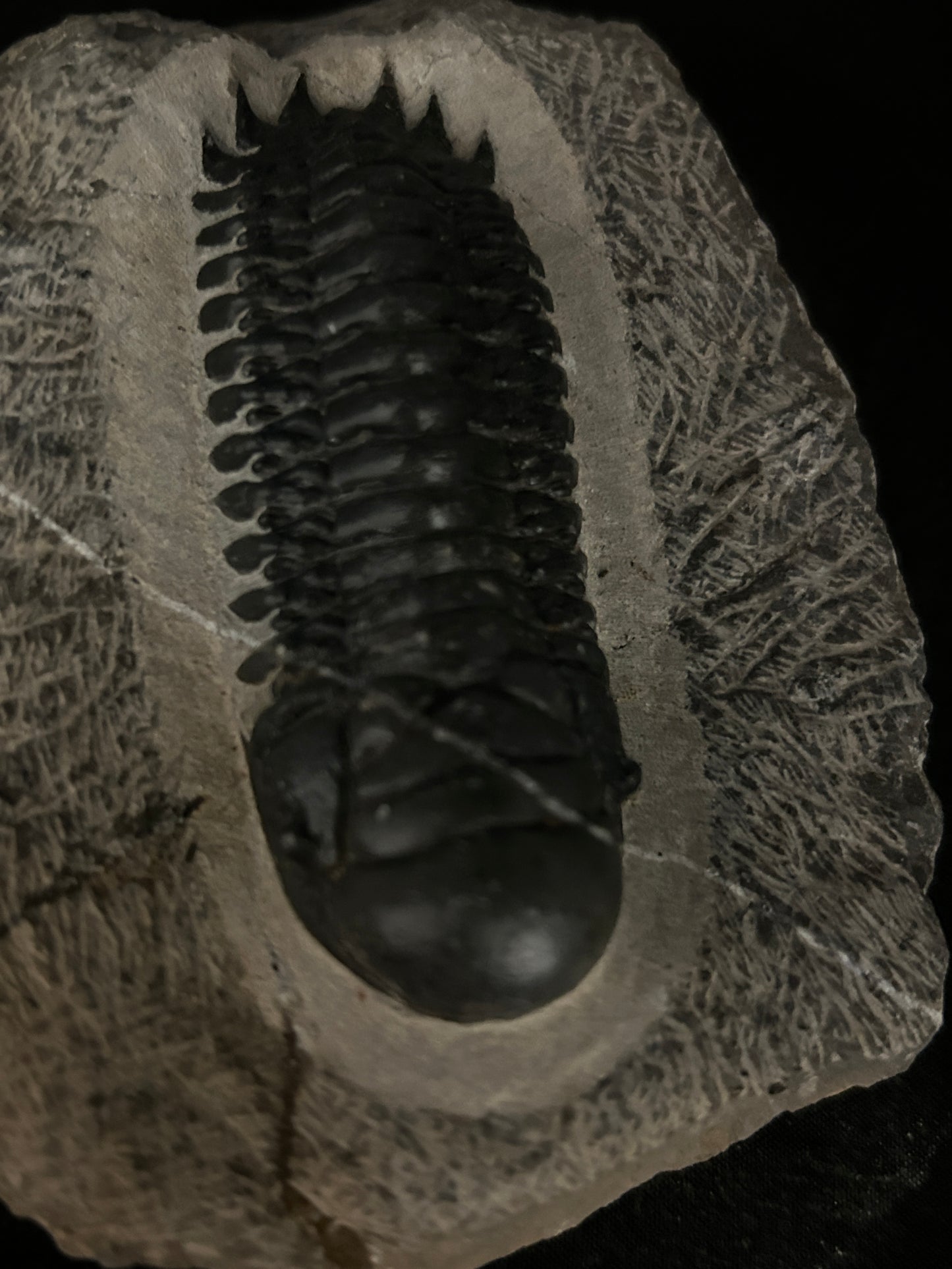 Crotalocephalus Trilobite in Matrix