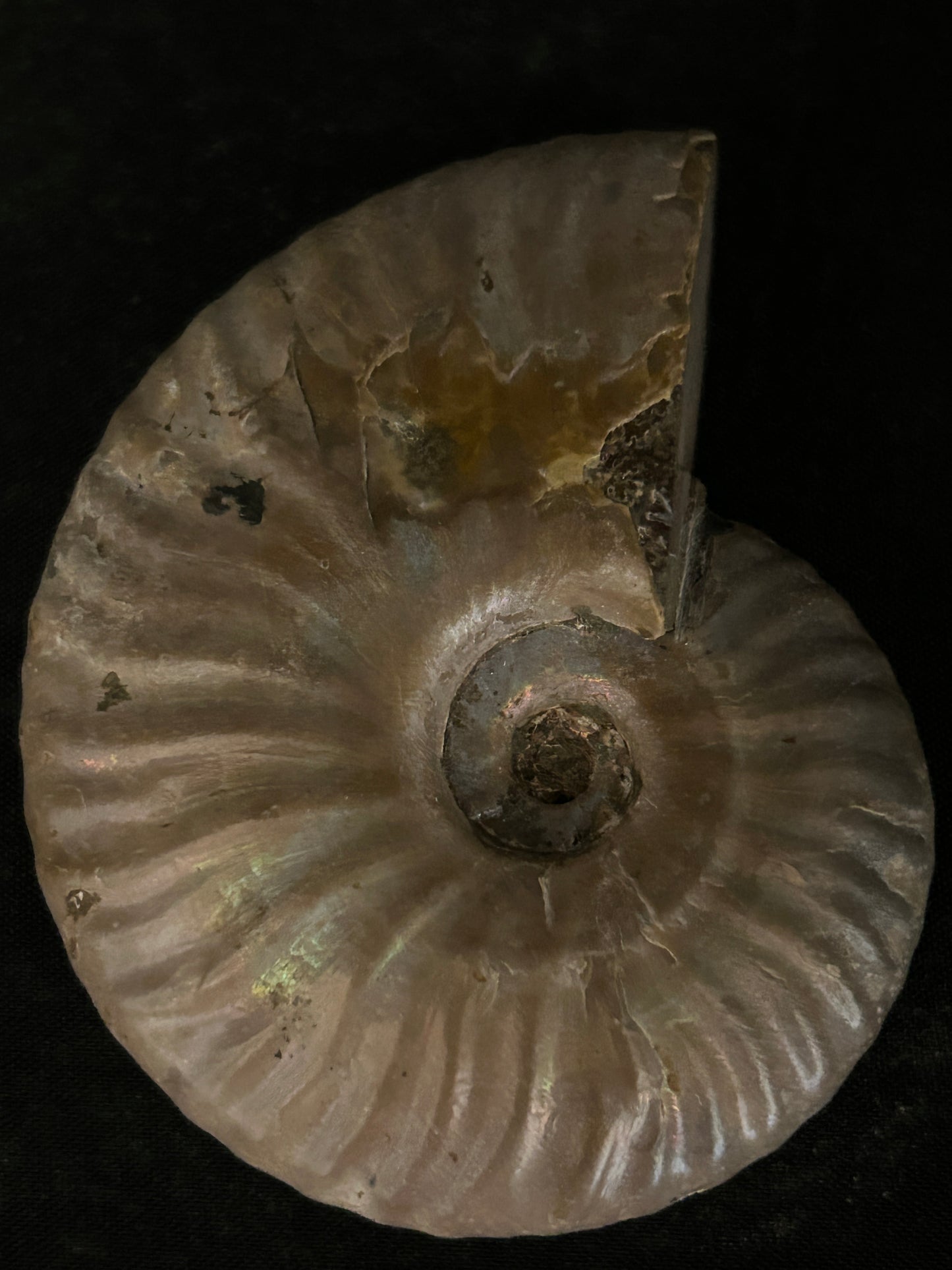 Iridescent Cleoiceras Fossil Ammonite