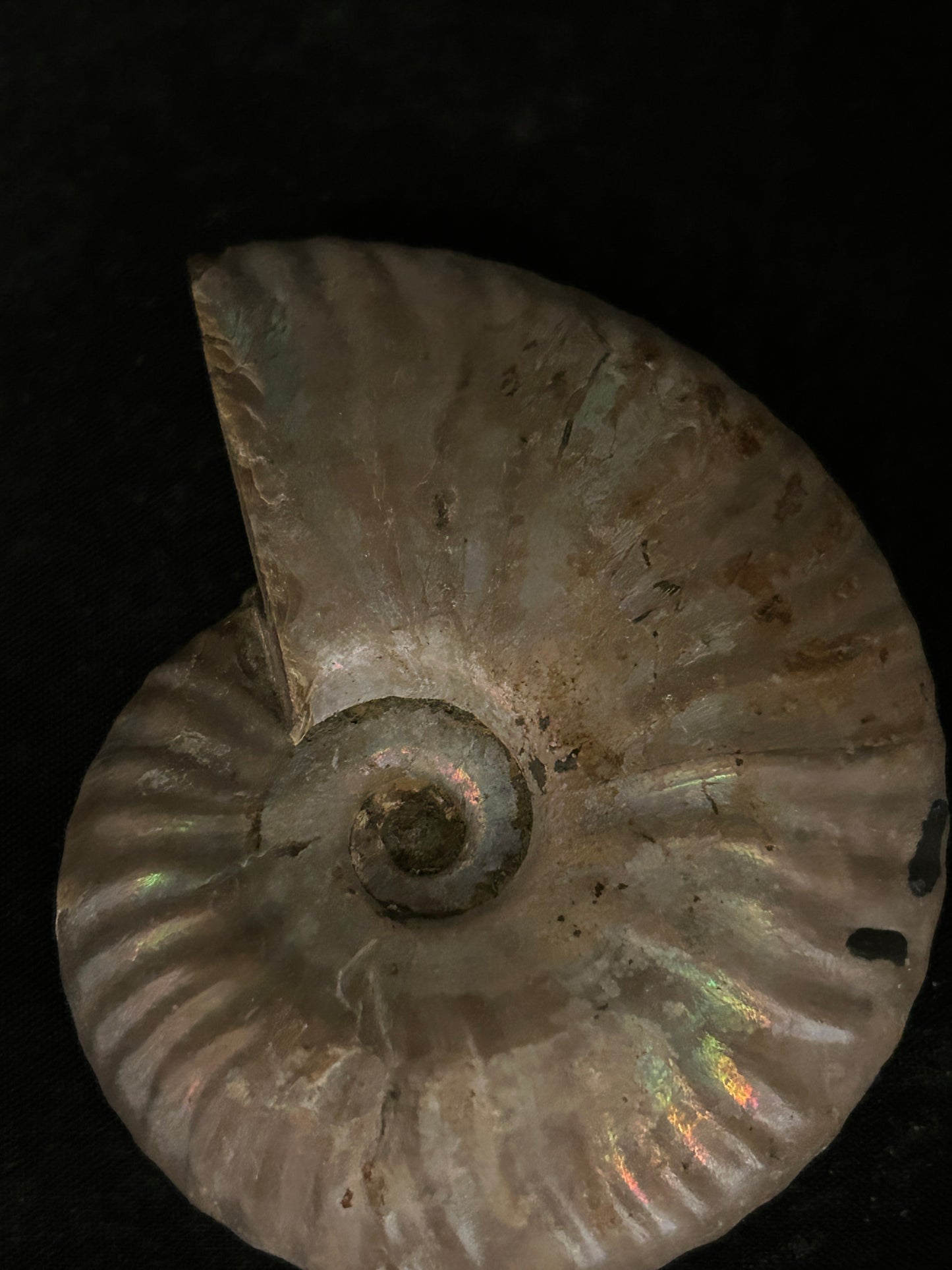 Iridescent Cleoiceras Fossil Ammonite