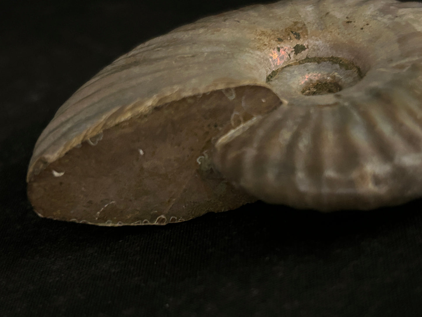 Iridescent Cleoiceras Fossil Ammonite