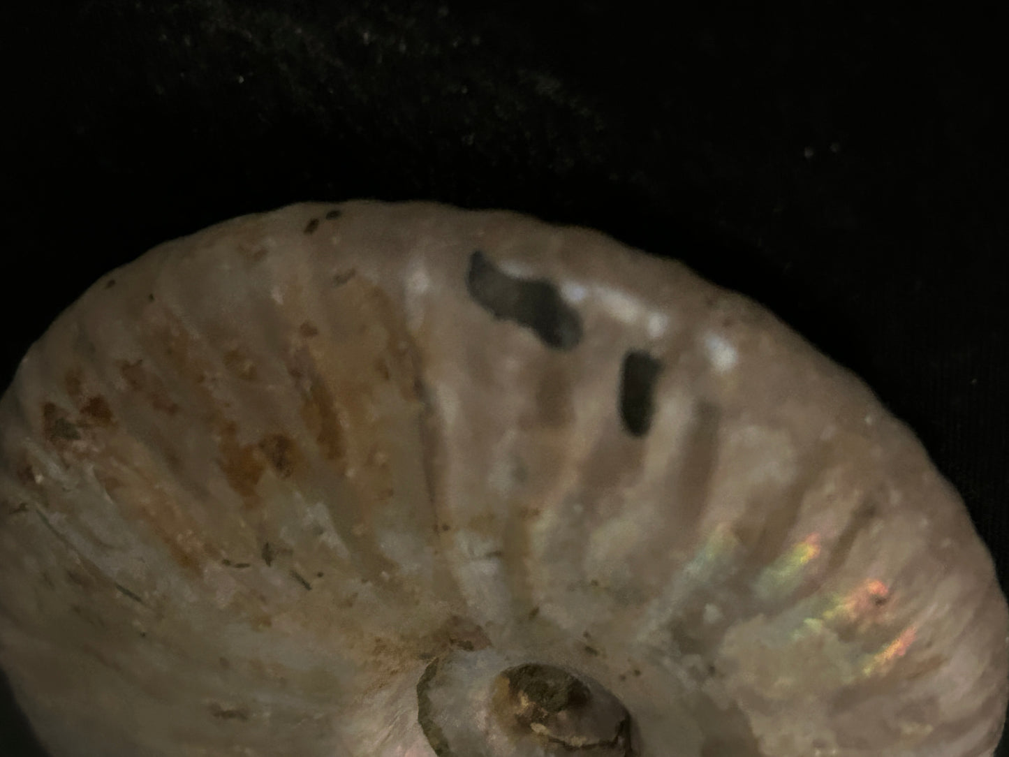 Iridescent Cleoiceras Fossil Ammonite