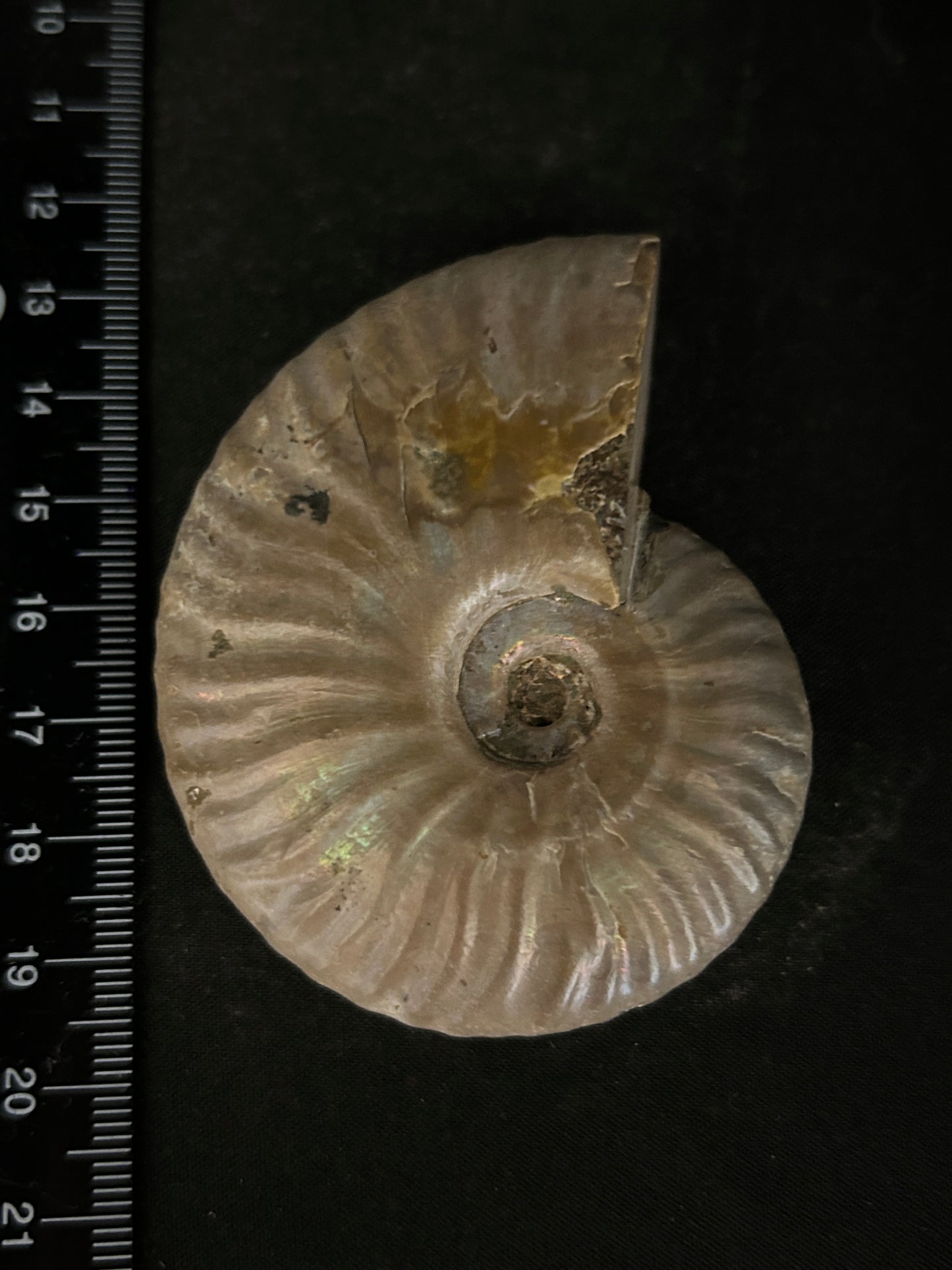 Iridescent Cleoniceras Fossil Ammonite