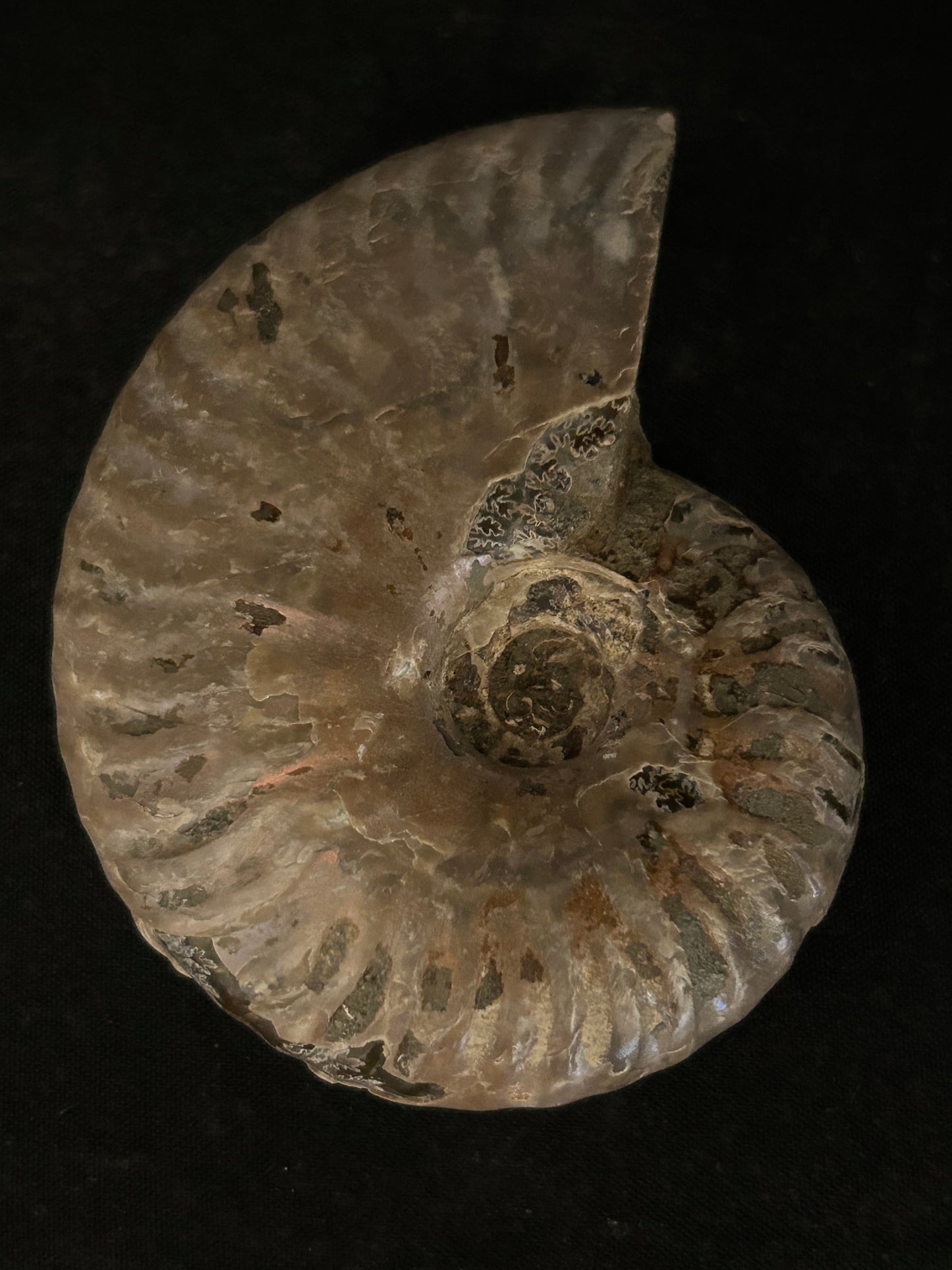 Iridescent Cleoniceras Fossil Ammonite