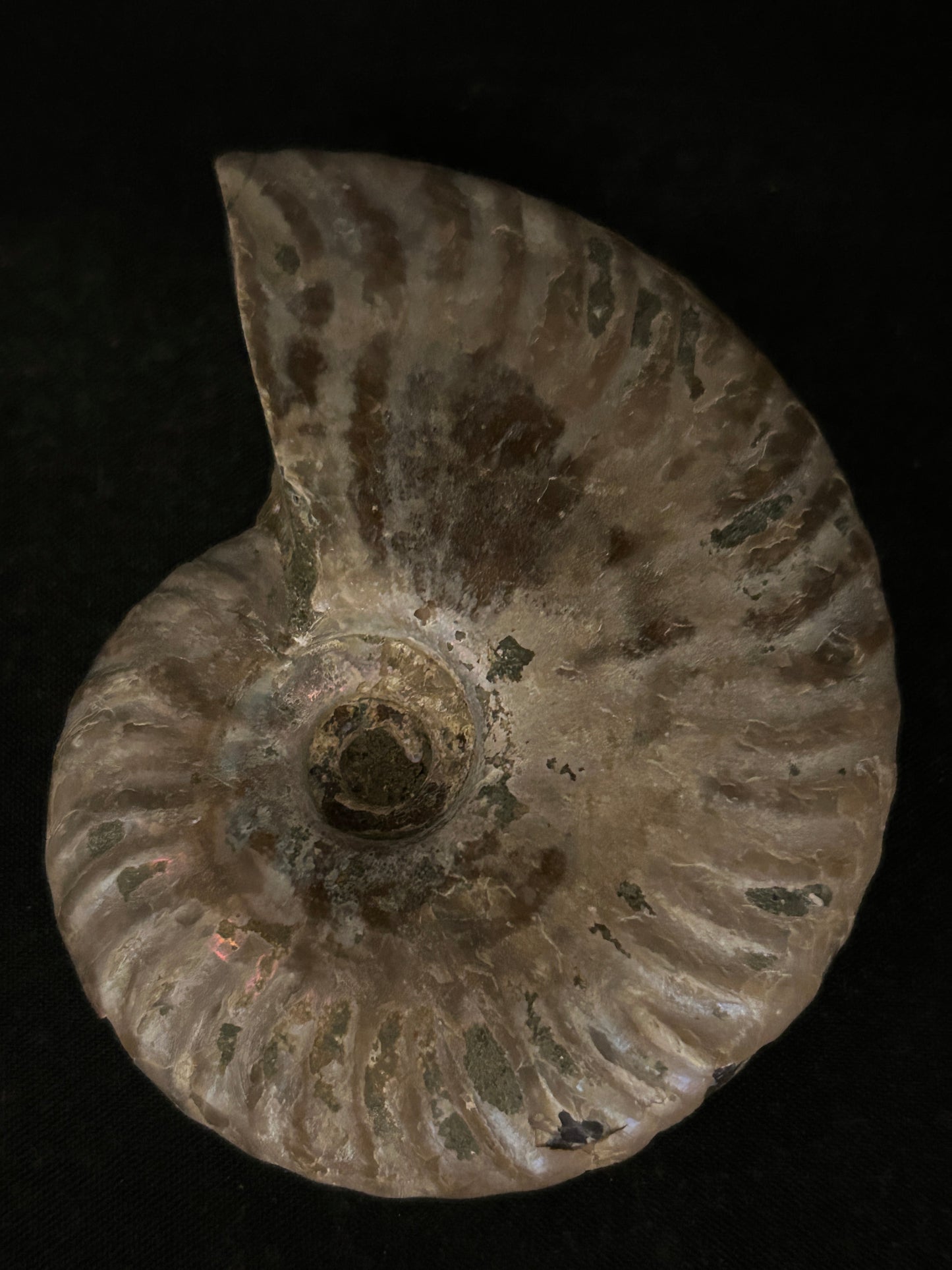 Iridescent Cleoniceras Fossil Ammonite