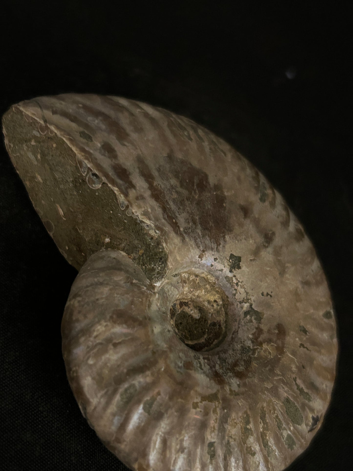 Iridescent Cleoniceras Fossil Ammonite