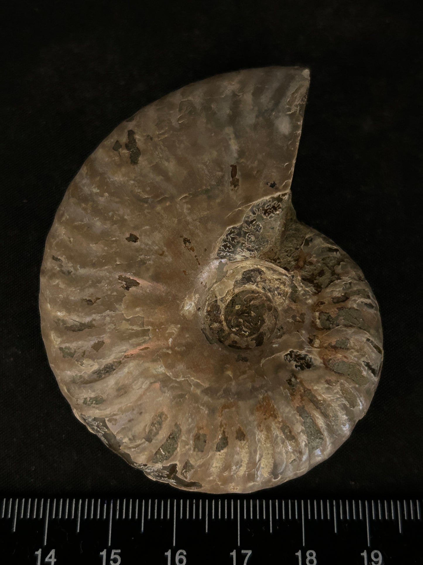 Iridescent Cleoniceras Fossil Ammonite