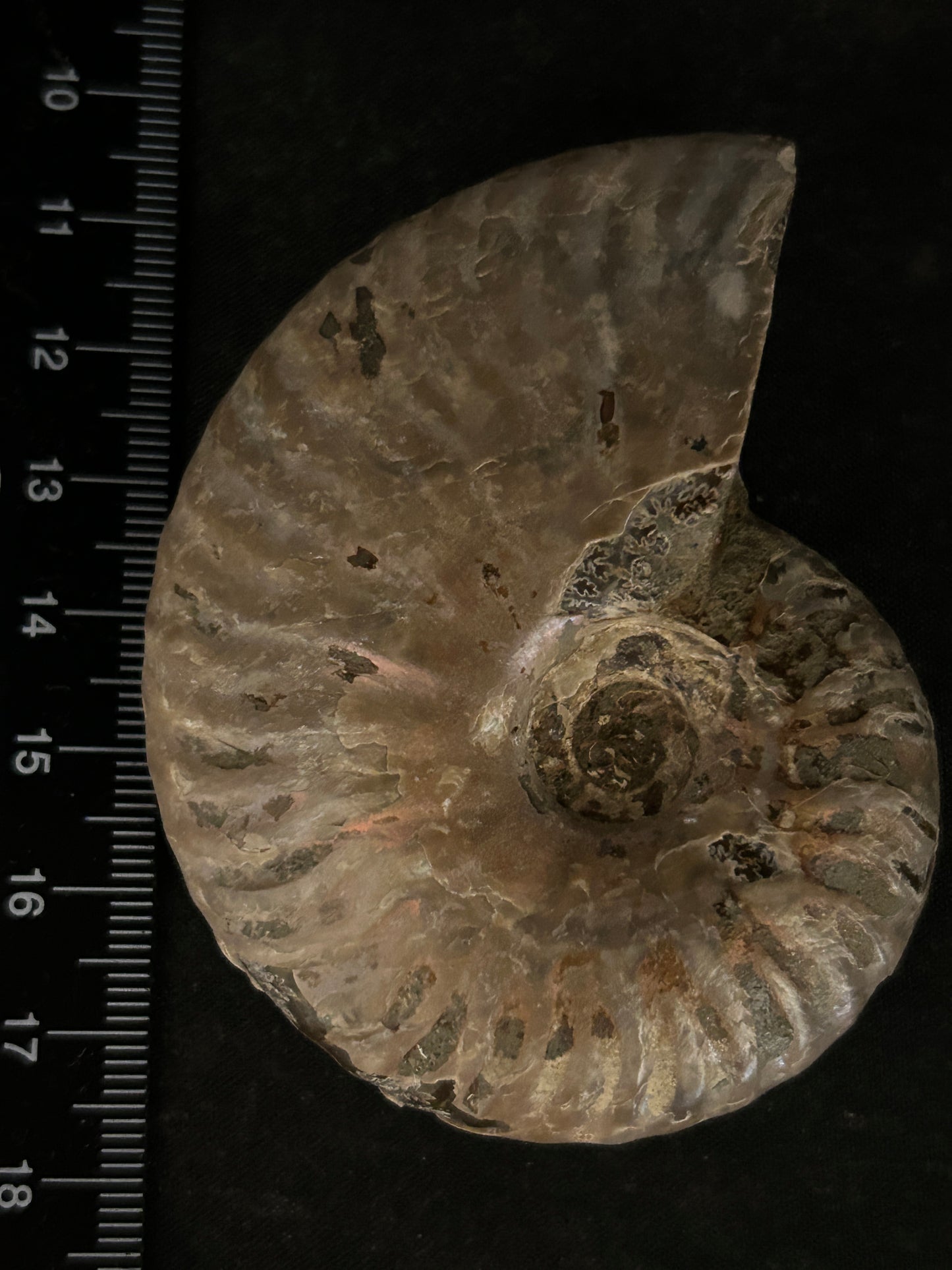 Iridescent Cleoniceras Fossil Ammonite